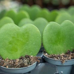 Hoya Kerrii - Heartplant - ↑ 10 Cm - ⌀ 6 Cm 9 Hoya Kerrii - Heartplant - ↑ 10 Cm - ⌀ 6 Cm -Optimal Glass Plant Shop hoya kerrii plant