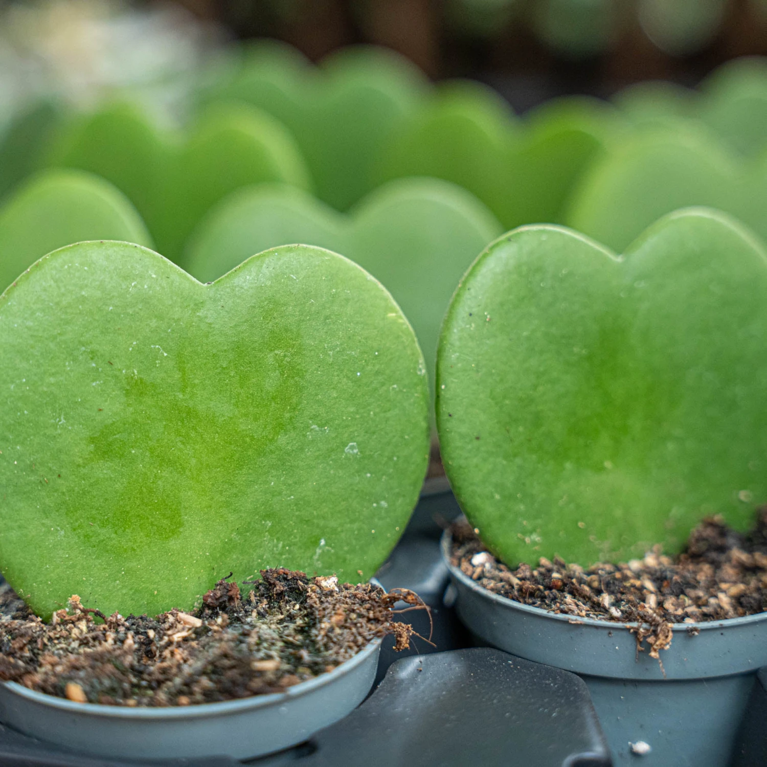 Hoya Kerrii - Heartplant - ↑ 10 Cm - ⌀ 6 Cm 6 Hoya Kerrii - Heartplant - ↑ 10 Cm - ⌀ 6 Cm - Image 4