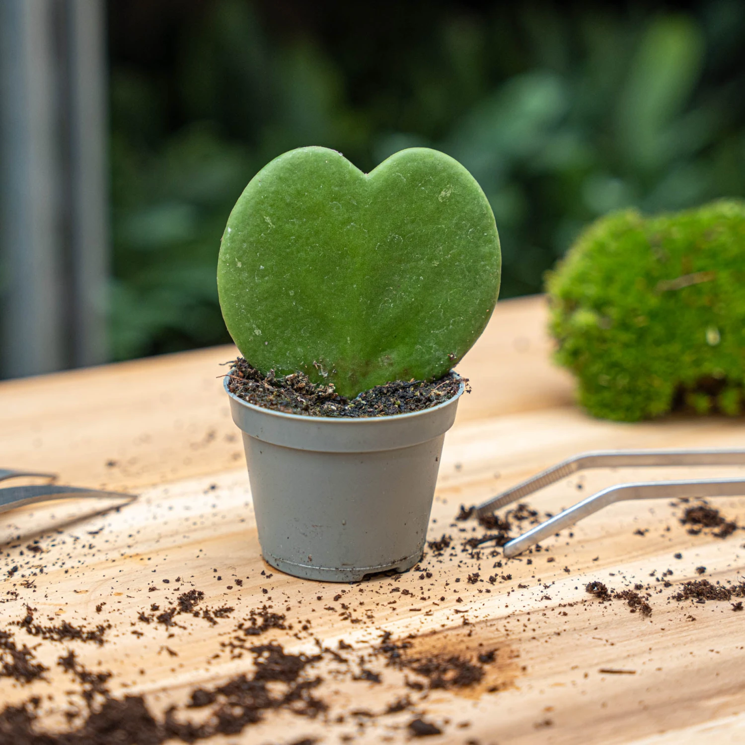 Hoya Kerrii - Heartplant - ↑ 10 Cm - ⌀ 6 Cm 4 Hoya Kerrii - Heartplant - ↑ 10 Cm - ⌀ 6 Cm - Image 2