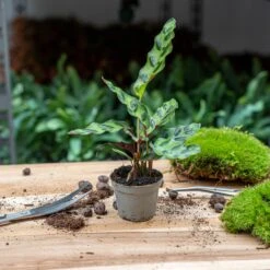 Plant Terrarium Set - Lancifolia - 3 Plants - Calathea Lancifolia - Red & White Fittonia -Optimal Glass Plant Shop lancifolia calathea babyplant pm6 trendhero a4b6f9b5 875c 4162 a58f f678a8e187ab