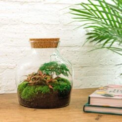 Little Joe - Terrarium With Light - Bottle Garden DIY Kit - Ø 20 Cm ↑ 22 Cm -Optimal Glass Plant Shop little joe ecosysteem plant in fles ec468582 06a1 44a4 b107 78cc934a6da0