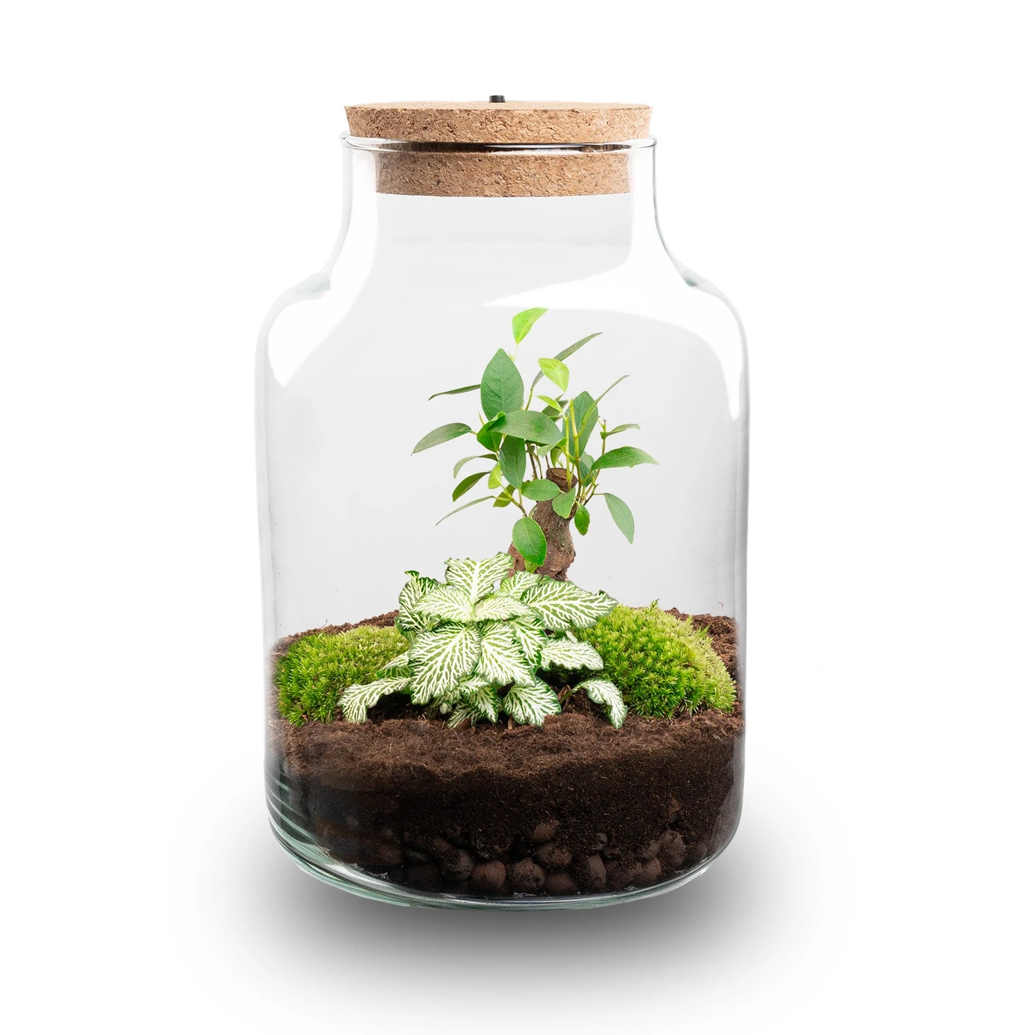 Little Milky - Terrarium With Light - Bottle Garden DIY Kit - Ø 17 Cm ↑ 25 Cm 4 Little Milky - Terrarium With Light - Bottle Garden DIY Kit - Ø 17 Cm ↑ 25 Cm - Image 2