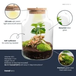 Little Milky - Terrarium With Light - Bottle Garden DIY Kit - Ø 17 Cm ↑ 25 Cm 21 Little Milky - Terrarium With Light - Bottle Garden DIY Kit - Ø 17 Cm ↑ 25 Cm -Optimal Glass Plant Shop little milky red coffea plant terrarium diy kit info trendhero