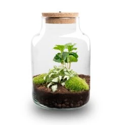 Little Milky - Terrarium With Light - Bottle Garden DIY Kit - Ø 17 Cm ↑ 25 Cm 24 Little Milky - Terrarium With Light - Bottle Garden DIY Kit - Ø 17 Cm ↑ 25 Cm -Optimal Glass Plant Shop little milky terrarium flaschengarten coffea fittonia