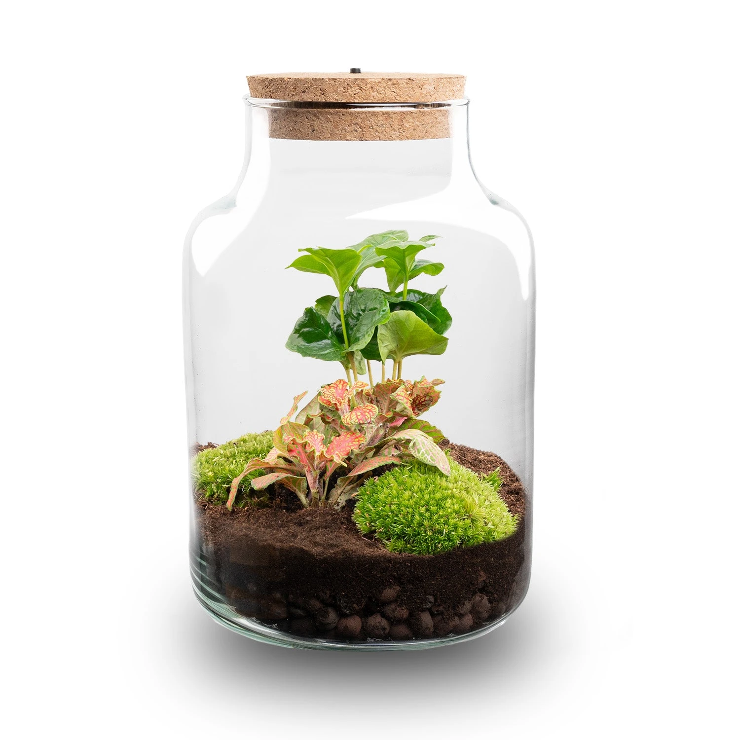 Little Milky - Terrarium With Light - Bottle Garden DIY Kit - Ø 17 Cm ↑ 25 Cm 8 Little Milky - Terrarium With Light - Bottle Garden DIY Kit - Ø 17 Cm ↑ 25 Cm - Image 6