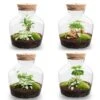 Little Joe - Terrarium With Light - Bottle Garden DIY Kit - Ø 20 Cm ↑ 22 Cm 1 Little Joe - Terrarium With Light - Bottle Garden DIY Kit - Ø 20 Cm ↑ 22 Cm -Optimal Glass Plant Shop met led verlichting terrarium fles 1