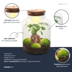 Milky Bonsai - Terrarium - Bottle Garden DIY Kit - Ø 21 Cm ↑ 30 Cm 8 Milky Bonsai - Terrarium - Bottle Garden DIY Kit - Ø 21 Cm ↑ 30 Cm -Optimal Glass Plant Shop milky bonsai plant terrarium diy kit info trendhero