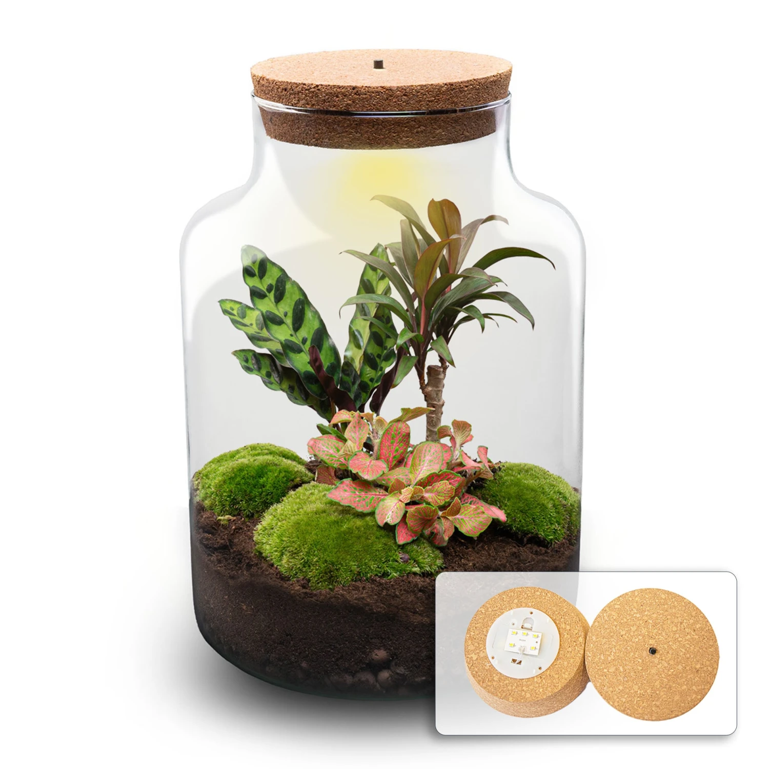 Milky Palm - Terrarium - Bottle Garden DIY Kit - Ø 21 Cm ↑ 30 Cm 3 Milky Palm - Terrarium - Bottle Garden DIY Kit - Ø 21 Cm ↑ 30 Cm