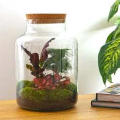 Milky - Terrarium - Bottle Garden DIY Kit - Ø 21 Cm ↑ 30 Cm 14 Milky - Terrarium - Bottle Garden DIY Kit - Ø 21 Cm ↑ 30 Cm -Optimal Glass Plant Shop milky terrarium mini ecosysteem