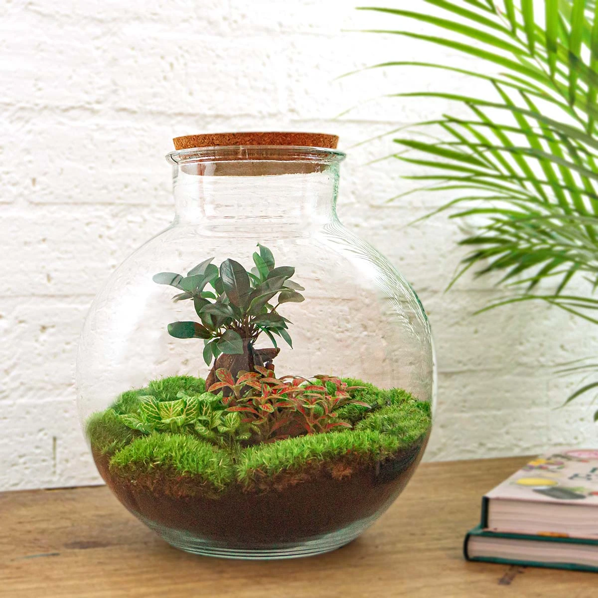 Bolder Bob Bonsai - Terrarium With Light - Bottle Garden DIY Kit - Ø 31 Cm ↑ 30 Cm 8 Bolder Bob Bonsai - Terrarium With Light - Bottle Garden DIY Kit - Ø 31 Cm ↑ 30 Cm - Image 6