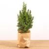 Mini Christmas Tree - Picea Glauca Perfecta - 25-30 Cm 2 Mini Christmas Tree - Picea Glauca Perfecta - 25-30 Cm -Optimal Glass Plant Shop mini kerstboom 25 cm hoog