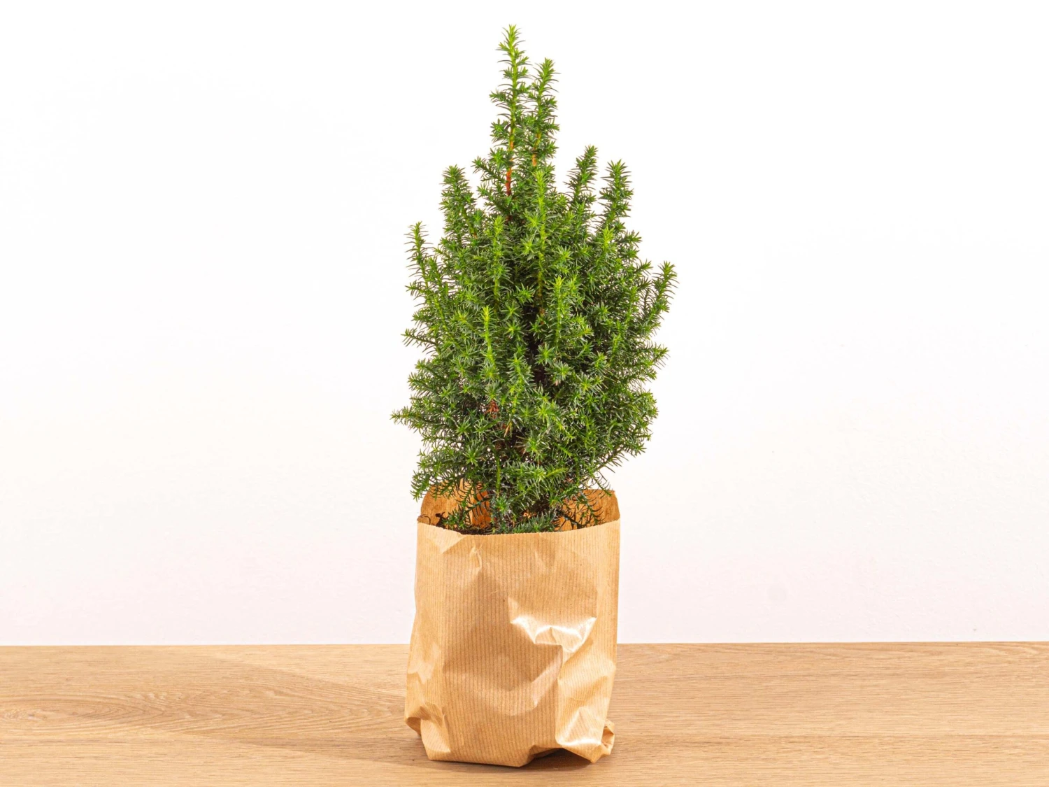 Mini Christmas Tree - Picea Glauca Perfecta - 25-30 Cm