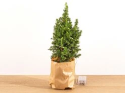 Optimal Glass Plant Shop -Optimal Glass Plant Shop mini kerstboom met verlichting batterij