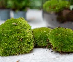 5 Terrarium Plants - Plant Terrarium Refill & Starter Kit - 5 Terrarium Plants - DIY -Optimal Glass Plant Shop moss refill kits