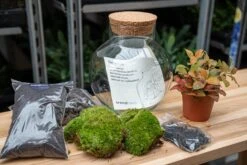Noah - Terrarium - Bottle Garden DIY Kit - Ø 18.5 Cm ↑ 19 Cm 21 Noah - Terrarium - Bottle Garden DIY Kit - Ø 18.5 Cm ↑ 19 Cm -Optimal Glass Plant Shop moss terrarium kit with fittonia trendhero jpg