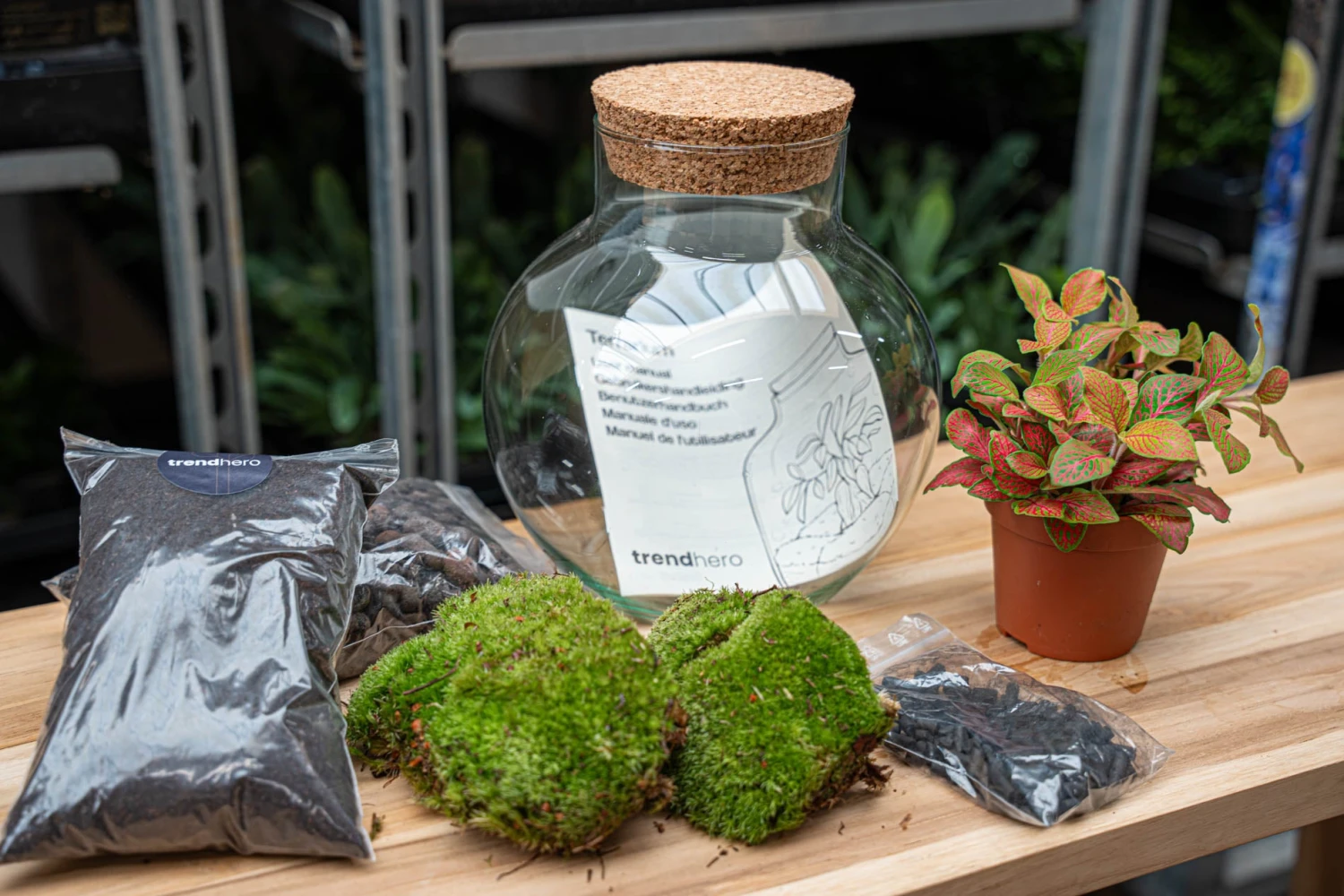Noah - Terrarium - Bottle Garden DIY Kit - Ø 18.5 Cm ↑ 19 Cm 12 Noah - Terrarium - Bottle Garden DIY Kit - Ø 18.5 Cm ↑ 19 Cm - Image 10