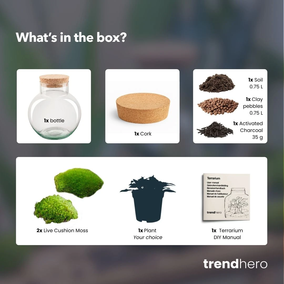 Noah - Terrarium - Bottle Garden DIY Kit - Ø 18.5 Cm ↑ 19 Cm 11 Noah - Terrarium - Bottle Garden DIY Kit - Ø 18.5 Cm ↑ 19 Cm - Image 9