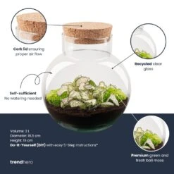 Noah - Terrarium - Bottle Garden DIY Kit - Ø 18.5 Cm ↑ 19 Cm 15 Noah - Terrarium - Bottle Garden DIY Kit - Ø 18.5 Cm ↑ 19 Cm -Optimal Glass Plant Shop noah plant terrarium diy kit info trendhero 8f6af882 9678 488d 9c6e 24b1573a7a6a