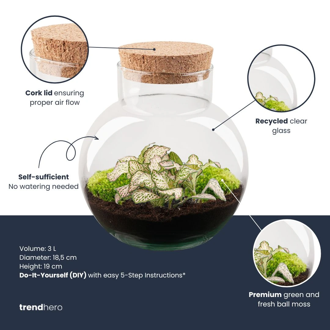 Noah - Terrarium - Bottle Garden DIY Kit - Ø 18.5 Cm ↑ 19 Cm 6 Noah - Terrarium - Bottle Garden DIY Kit - Ø 18.5 Cm ↑ 19 Cm - Image 4