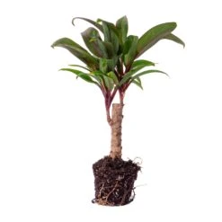 Mini-palm - Cordyline Fruticosa 'Purple Compacta' - Terrarium Plant 11 Mini-palm - Cordyline Fruticosa 'Purple Compacta' - Terrarium Plant -Optimal Glass Plant Shop palm mini terrarium plant