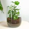 Vase Martin - DIY Kit - ↑ 17 Cm -Optimal Glass Plant Shop plant in fles martin hedera