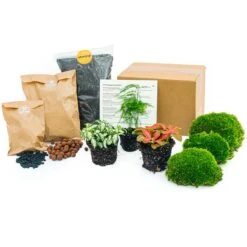 Asparagus - Plant Terrarium Refill & Starter Kit - 3 Terrarium Plants - DIY -Optimal Glass Plant Shop plant terrarium package asparagus 6f626eeb 5f15 4b3a 9a05 988f56daf44d
