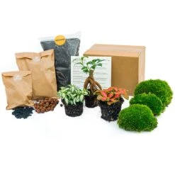 Bonsai Ficus Ginseng - Plant Terrarium Refill & Starter Kit - 3 Terrarium Plants - DIY -Optimal Glass Plant Shop plant terrarium package bonsai e537b54f a05e 4655 b448 0e95f64a5449