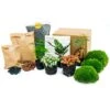 5 Terrarium Plants - Plant Terrarium Refill & Starter Kit - 5 Terrarium Plants - DIY -Optimal Glass Plant Shop plant terrarium package calathealancifolia bonsai asparagus b5dea623 2744 4a24 bb46 0c7426da74f1