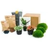 Calathea Lancifolia - Plant Terrarium Refill & Starter Kit - 3 Terrarium Plants - DIY -Optimal Glass Plant Shop plant terrarium package calathealancifolia e75e2220 3a37 4ce6 9473 33c202b0765e