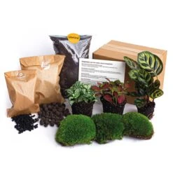 Calathea Makoyana - Plant Terrarium Refill & Starter Kit - 3 Terrarium Plants - DIY -Optimal Glass Plant Shop plant terrarium package calatheamakoyana 8dc2a387 c306 4d86 b63d 86e605ff73c5