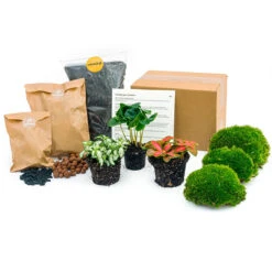 Coffea Arabica - Plant Terrarium Refill & Starter Kit - 3 Terrarium Plants - DIY 9 Coffea Arabica - Plant Terrarium Refill & Starter Kit - 3 Terrarium Plants - DIY -Optimal Glass Plant Shop plant terrarium package coffea arabica