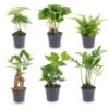 Plant Set - 6 Green Plants - Baby And Terrarium Plants -Optimal Glass Plant Shop planten set groen 6 stuks pm6