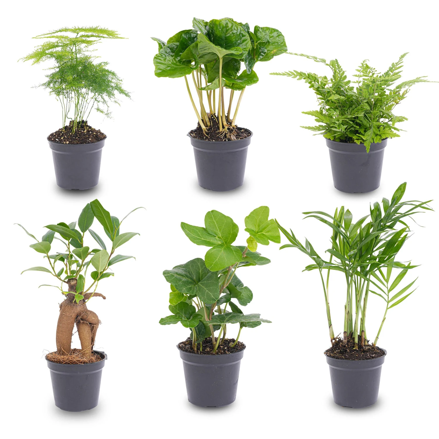 Plant Set - 6 Green Plants - Baby And Terrarium Plants 3 Plant Set - 6 Green Plants - Baby And Terrarium Plants