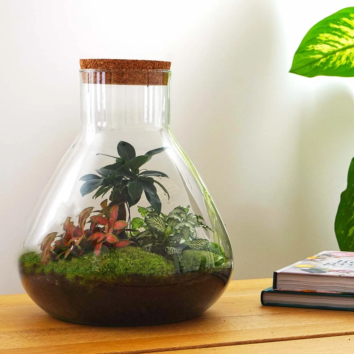 Sam XL Bonsai - Terrarium With Light - Bottle Garden DIY Kit - Ø 30 cm ↑ 32 cm 4 Sam XL Bonsai - Terrarium With Light - Bottle Garden DIY Kit - Ø 30 cm ↑ 32 cm - Image 2