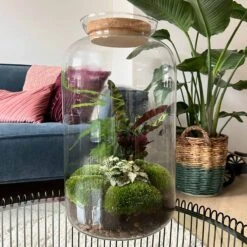 Sven XL Botanical - Terrarium With Light - Bottle Garden DIY Kit - Ø 23 Cm ↑ 43 Cm 11 Sven XL Botanical - Terrarium With Light - Bottle Garden DIY Kit - Ø 23 Cm ↑ 43 Cm -Optimal Glass Plant Shop planten terrarium sven