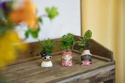 Mini Flower Pot Multi Color – Mini Jill - ↑ 10.2 Cm - Face Head -Optimal Glass Plant Shop potje 3x miniplant