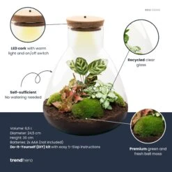 Sam Calathea - Terrarium With Light - Bottle Garden DIY Kit - Ø 24.5 Cm ↑ 30 Cm -Optimal Glass Plant Shop sam calathea plant terrarium diy kit info trendhero