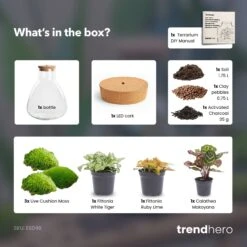 Sam Calathea - Terrarium With Light - Bottle Garden DIY Kit - Ø 24.5 Cm ↑ 30 Cm -Optimal Glass Plant Shop sam calathea terrarium diy bottle garden