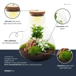 Sam Coffea - Terrarium With Light - Bottle Garden DIY Kit - Ø 24.5 Cm ↑ 30 Cm 11 Sam Coffea - Terrarium With Light - Bottle Garden DIY Kit - Ø 24.5 Cm ↑ 30 Cm -Optimal Glass Plant Shop sam coffea plant terrarium diy kit info trendhero