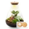 Sam Calathea - Terrarium With Light - Bottle Garden DIY Kit - Ø 24.5 Cm ↑ 30 Cm 1 Sam Calathea - Terrarium With Light - Bottle Garden DIY Kit - Ø 24.5 Cm ↑ 30 Cm -Optimal Glass Plant Shop sam led calathea led flaschengarten terrarium