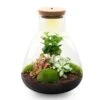 Sam Coffea - Terrarium With Light - Bottle Garden DIY Kit - Ø 24.5 Cm ↑ 30 Cm 2 Sam Coffea - Terrarium With Light - Bottle Garden DIY Kit - Ø 24.5 Cm ↑ 30 Cm -Optimal Glass Plant Shop sam led coffea terrarium flaschengarten 1