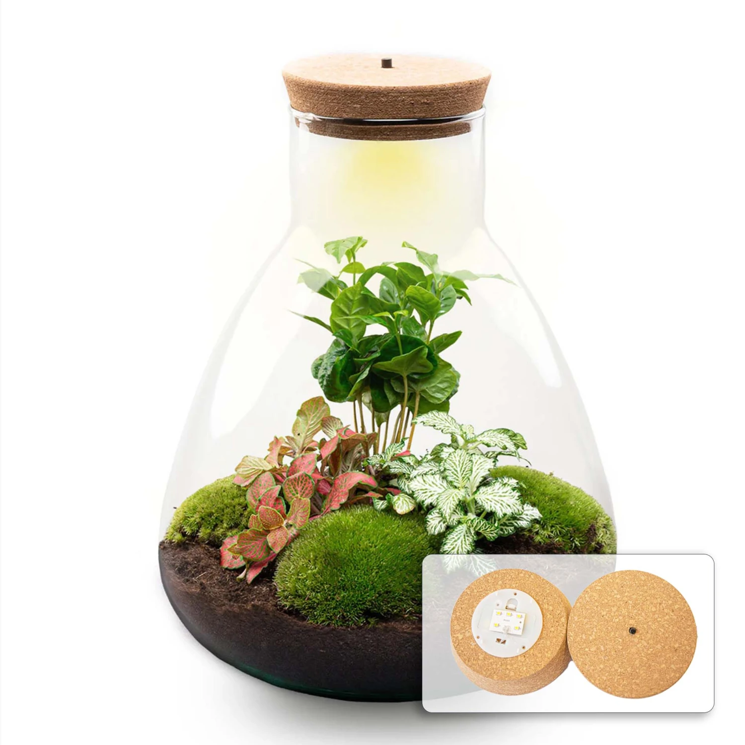 Sam Coffea - Terrarium With Light - Bottle Garden DIY Kit - Ø 24.5 Cm ↑ 30 Cm 6 Sam Coffea - Terrarium With Light - Bottle Garden DIY Kit - Ø 24.5 Cm ↑ 30 Cm - Image 4