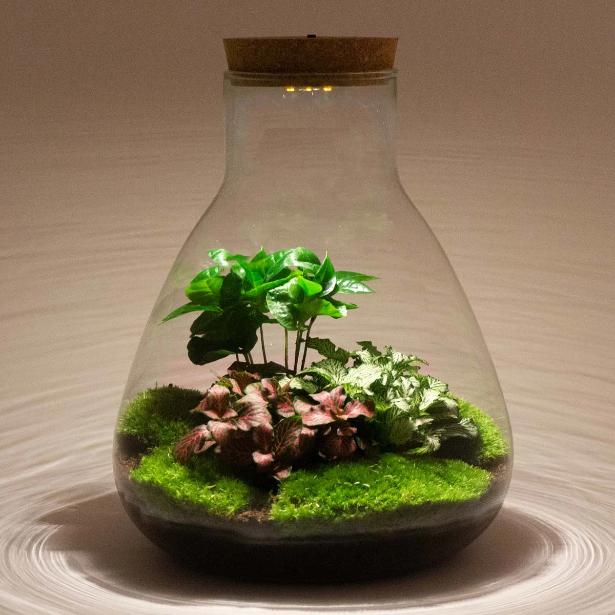 Sam Coffea - Terrarium With Light - Bottle Garden DIY Kit - Ø 24.5 Cm ↑ 30 Cm 4 Sam Coffea - Terrarium With Light - Bottle Garden DIY Kit - Ø 24.5 Cm ↑ 30 Cm - Image 2