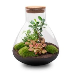 Sam XL Bonsai - Terrarium With Light - Bottle Garden DIY Kit - Ø 30 cm ↑ 32 cm 10 Sam XL Bonsai - Terrarium With Light - Bottle Garden DIY Kit - Ø 30 cm ↑ 32 cm -Optimal Glass Plant Shop sam xl bonsai red terrarium flaschengarten