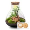 Sam XL Bonsai - Terrarium With Light - Bottle Garden DIY Kit - Ø 30 cm ↑ 32 cm -Optimal Glass Plant Shop sam xl bonsai with light terrarium flaschengarten