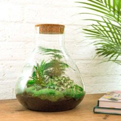Sam XL - Terrarium With Light - Bottle Garden DIY Kit - Ø 30 cm ↑ 32 cm 14 Sam XL - Terrarium With Light - Bottle Garden DIY Kit - Ø 30 cm ↑ 32 cm -Optimal Glass Plant Shop sam xl diy terrarium flaschengarten 8eaccdfa a860 4027 bacd 2481f2245a1b
