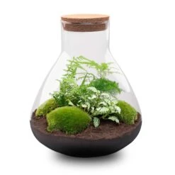 Sam XL - Terrarium With Light - Bottle Garden DIY Kit - Ø 30 cm ↑ 32 cm 11 Sam XL - Terrarium With Light - Bottle Garden DIY Kit - Ø 30 cm ↑ 32 cm -Optimal Glass Plant Shop sam xl terrarium flaschengarten green