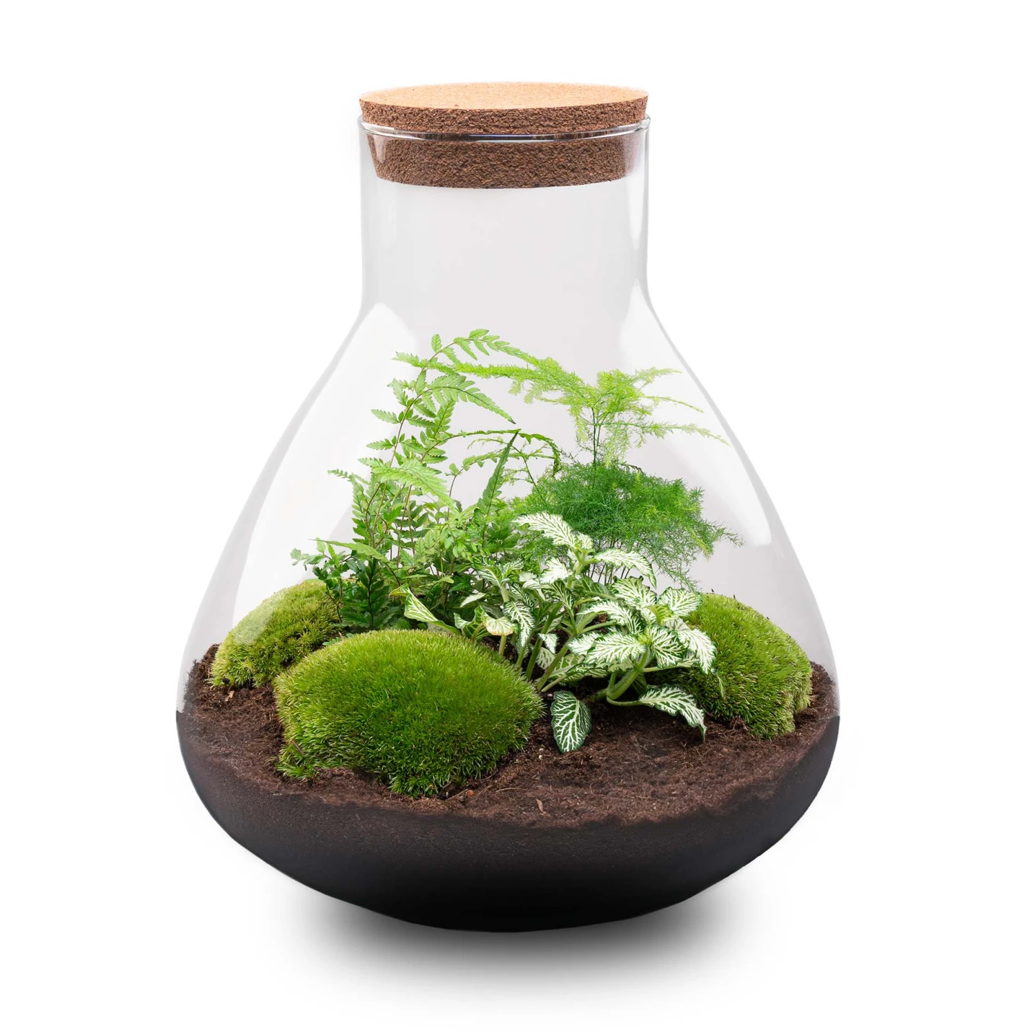 Sam XL - Terrarium With Light - Bottle Garden DIY Kit - Ø 30 cm ↑ 32 cm 5 Sam XL - Terrarium With Light - Bottle Garden DIY Kit - Ø 30 cm ↑ 32 cm - Image 3