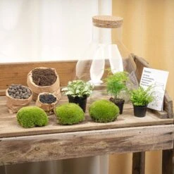 Sam XL - Terrarium With Light - Bottle Garden DIY Kit - Ø 30 cm ↑ 32 cm 13 Sam XL - Terrarium With Light - Bottle Garden DIY Kit - Ø 30 cm ↑ 32 cm -Optimal Glass Plant Shop sam xl terrarium kit flaschengarten trendhero DSC03671