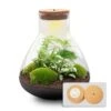 Sam XL - Terrarium With Light - Bottle Garden DIY Kit - Ø 30 cm ↑ 32 cm 1 Sam XL - Terrarium With Light - Bottle Garden DIY Kit - Ø 30 cm ↑ 32 cm -Optimal Glass Plant Shop sam xl terrarium with light
